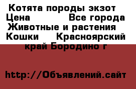 Котята породы экзот › Цена ­ 7 000 - Все города Животные и растения » Кошки   . Красноярский край,Бородино г.